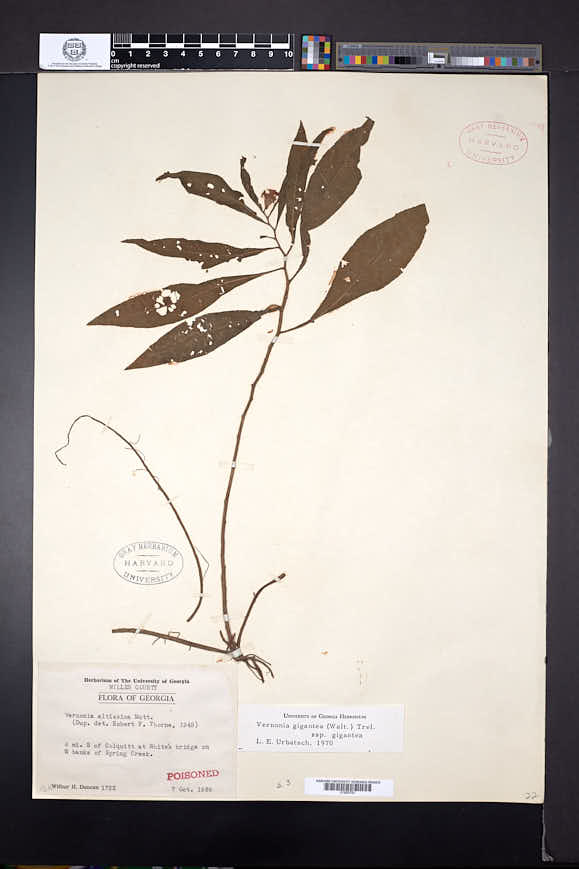 Vernonia gigantea image
