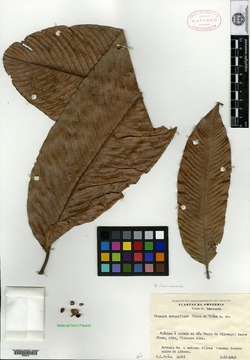 Froesia crassiflora image
