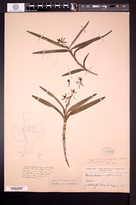 Epidendrum gladiatum image