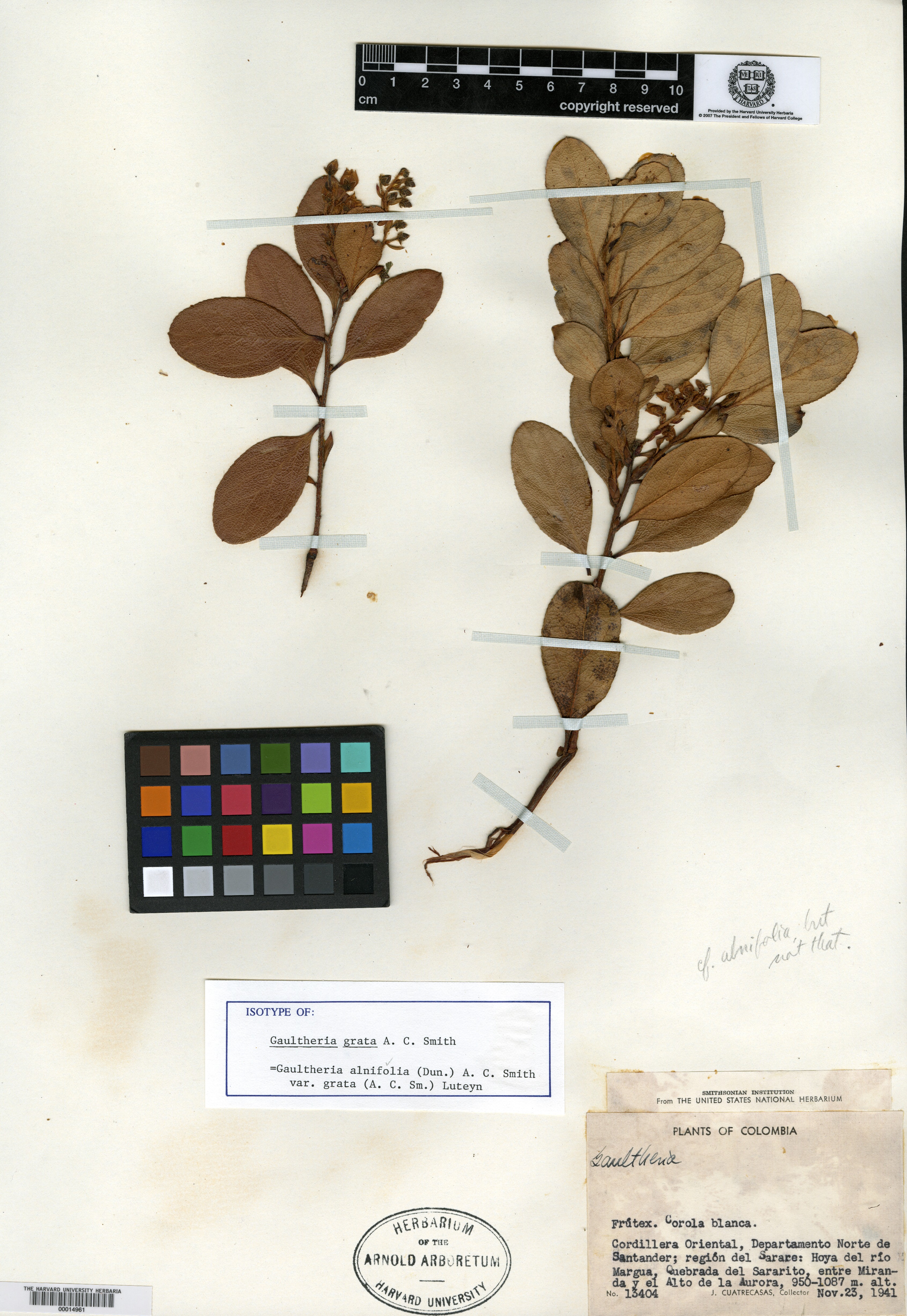 Gaultheria alnifolia var. grata image