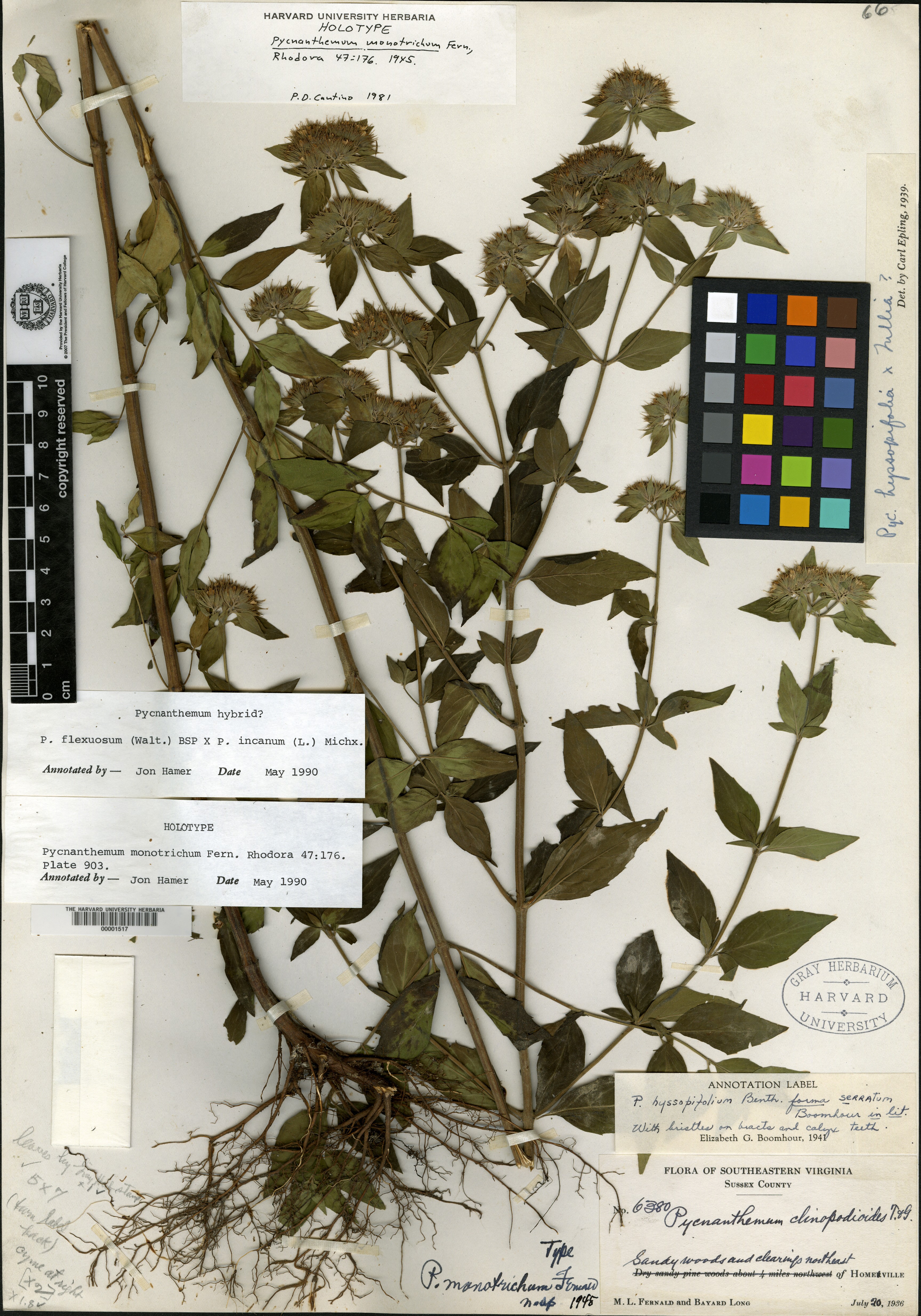 Pycnanthemum monotrichum image