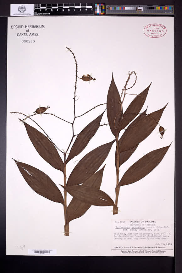 Epidendrum subnutans image