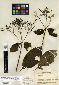 Palicourea tunjaensis image
