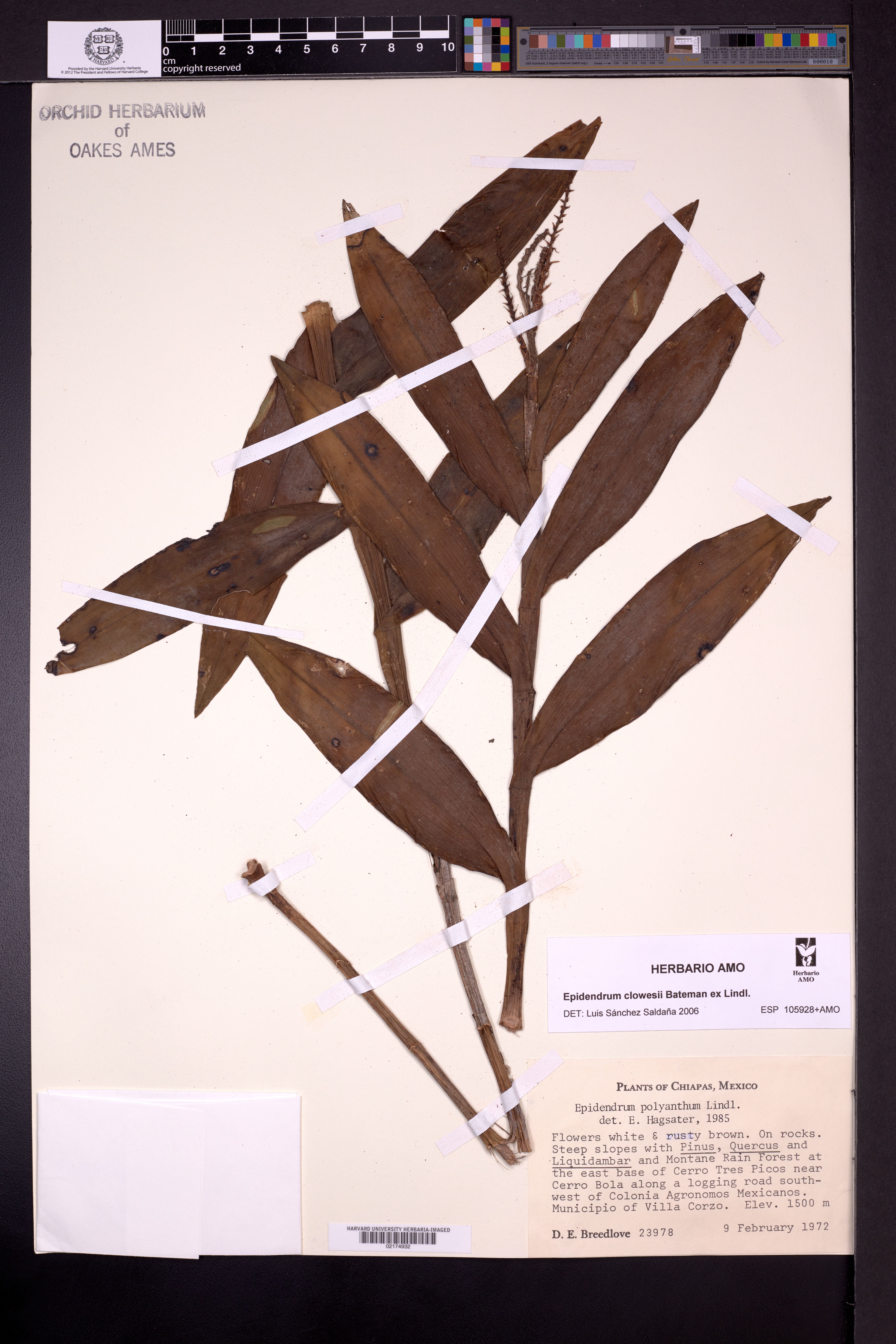 Epidendrum clowesii image