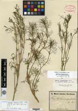 Tagetes coronopifolia image