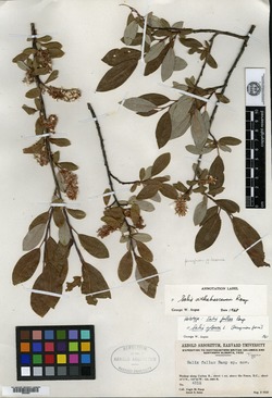 Salix fallax image