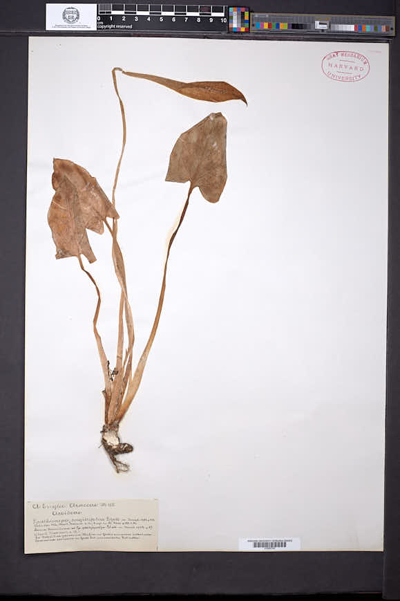 Spathicarpa sagittifolia image