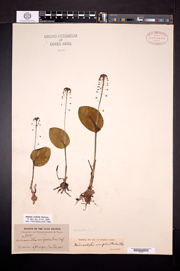 Malaxis unifolia image