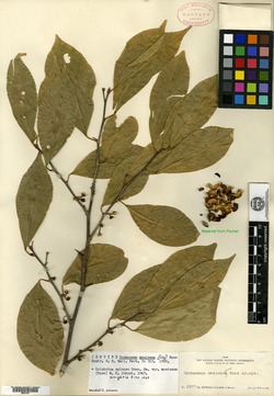 Colubrina spinosa var. mexicana image