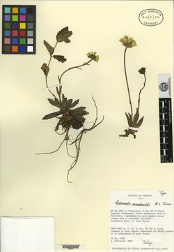 Aphanactis macdonaldii image