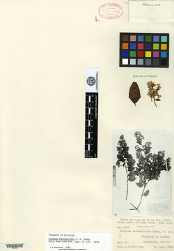 Mikania baccharoidea image