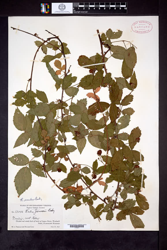 Rubus scambens image