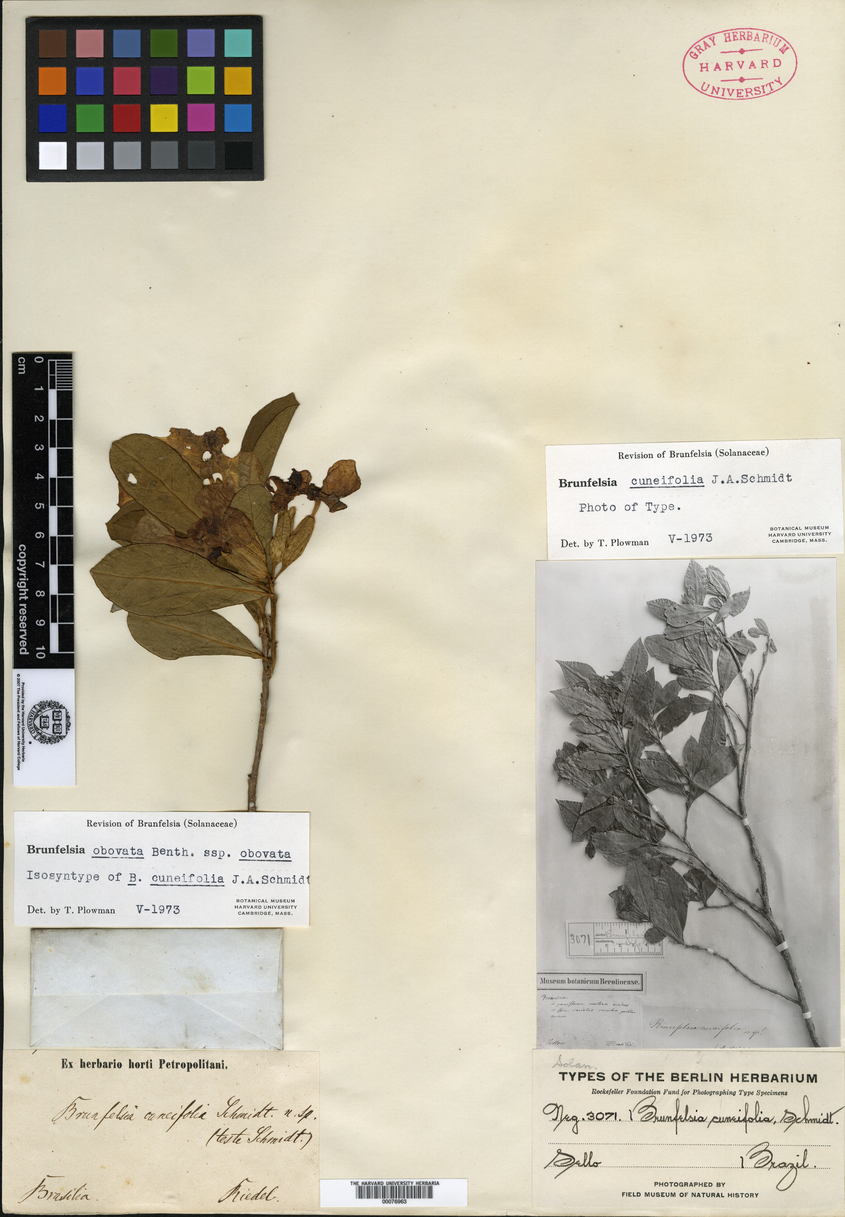 Brunfelsia cuneifolia image