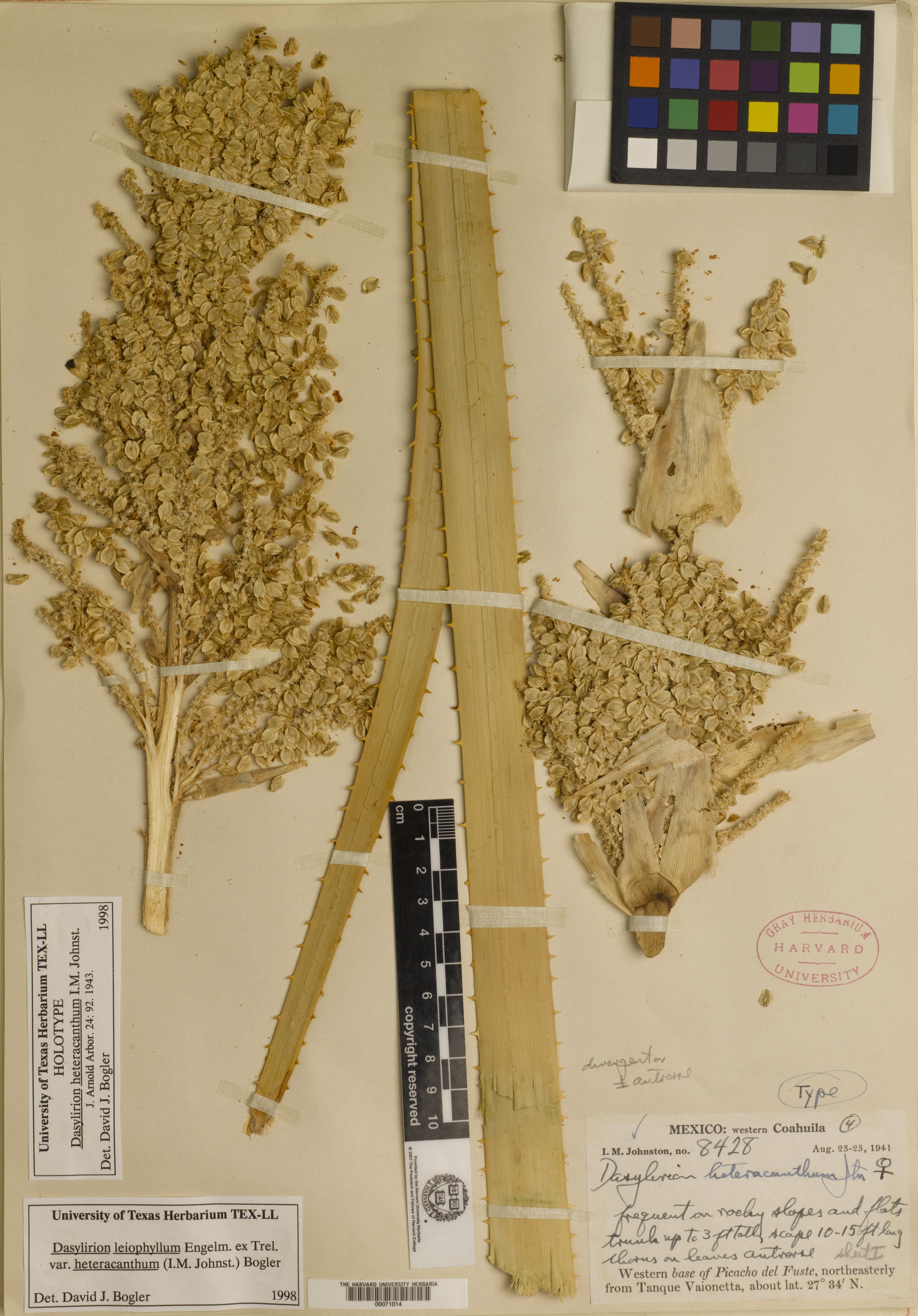 Dasylirion heteracanthum image