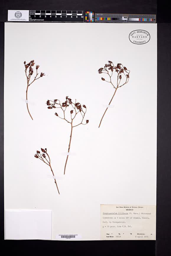 Graptopetalum filiferum image