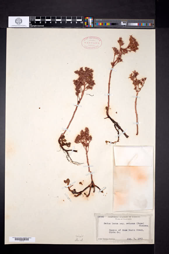 Sedum obtusatum subsp. boreale image