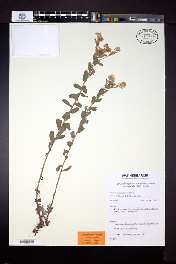 Heterotheca fulcrata var. amplifolia image
