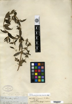 Manettia canescens image