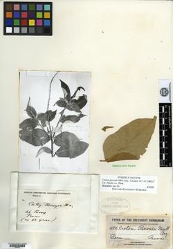 Croton pavonis image