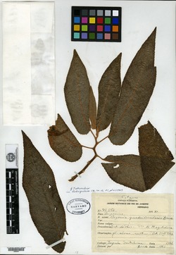 Begonia egregia image