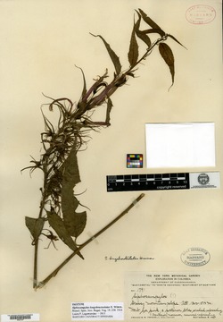 Siphocampylus rusbyanus image