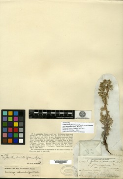 Eritrichium glomeratum image
