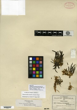 Phemeranthus greenmanii image