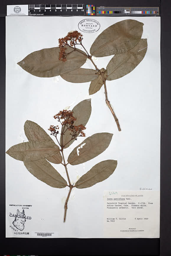 Ixora parviflora image