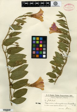 Jacquemontia polyantha image
