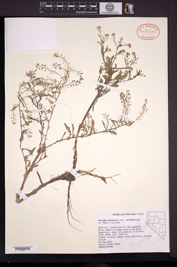 Rorippa palustris subsp. occidentalis image