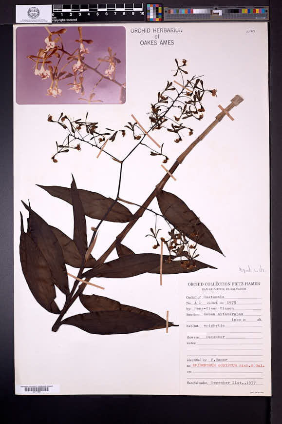 Epidendrum scriptum image
