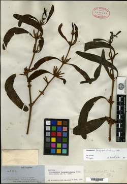 Phoradendron platycaulon image