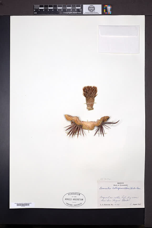 Ferocactus latispinus image