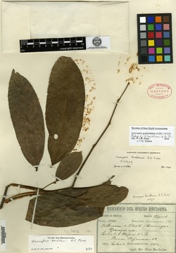 Unonopsis guatterioides image