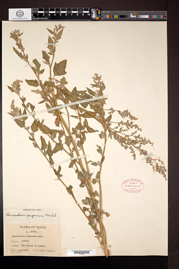 Chenopodium berlandieri var. bushianum image