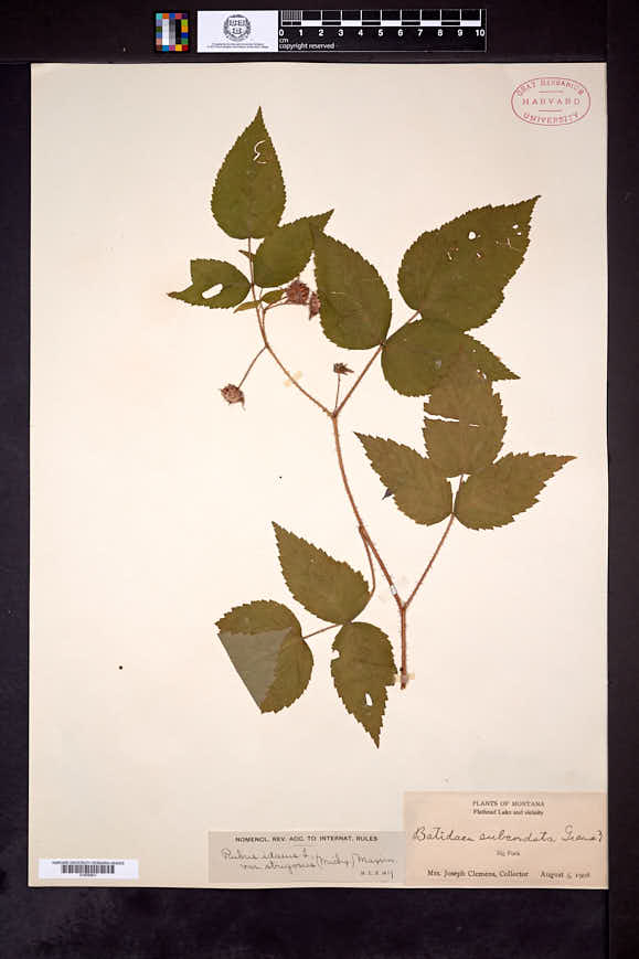 Rubus idaeus subsp. strigosus image