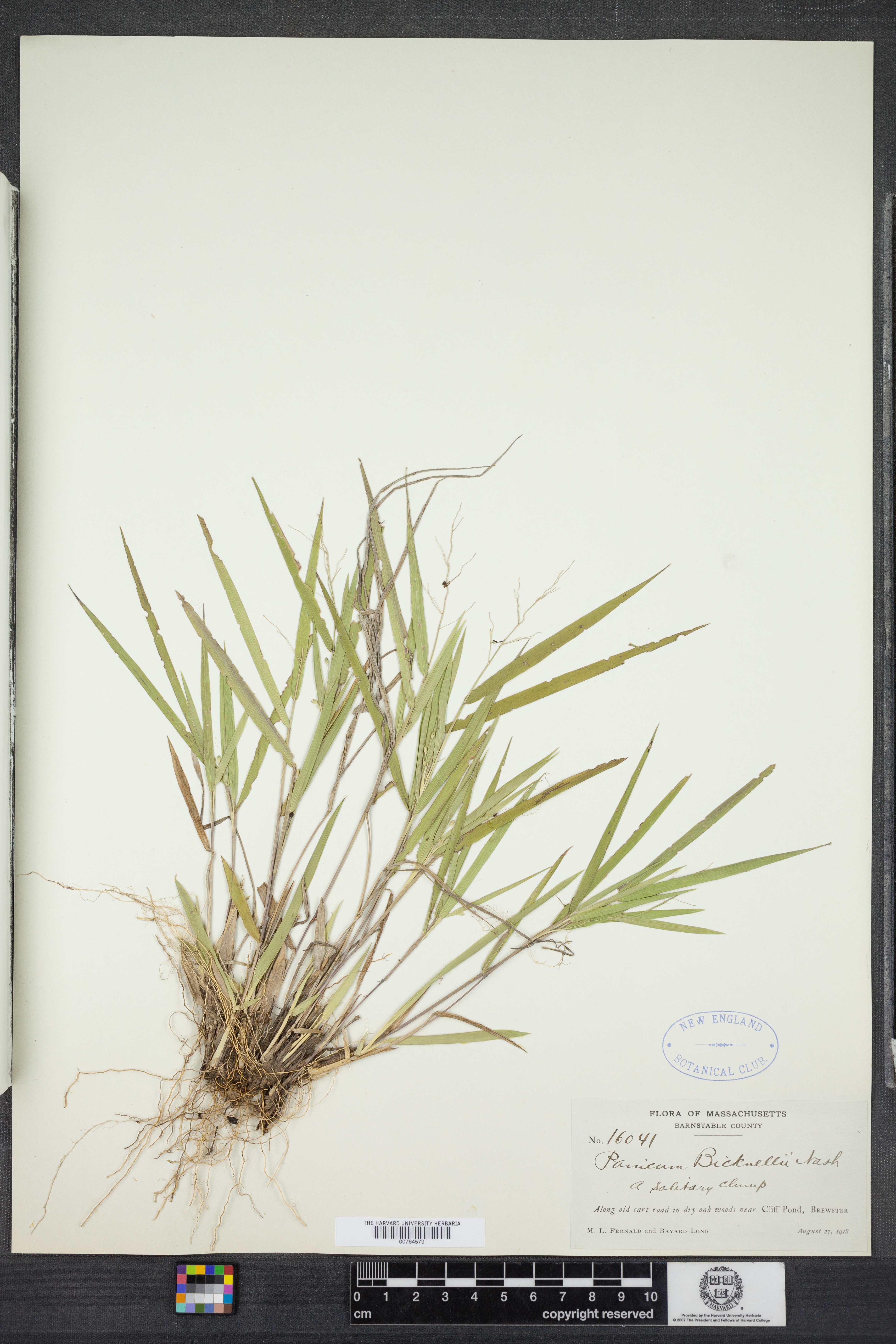 Dichanthelium × bicknellii image
