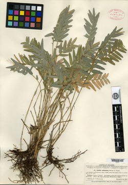 Raddia guianensis image