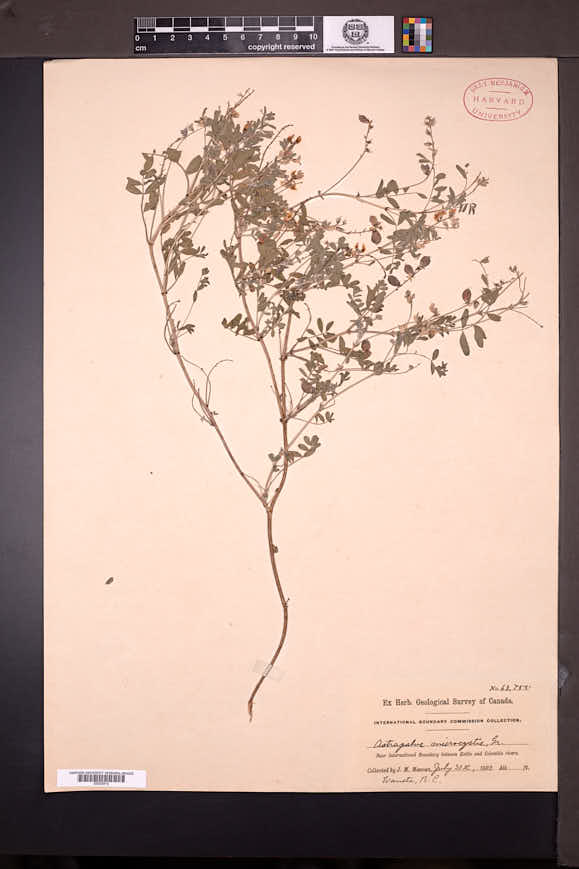 Astragalus microcystis image