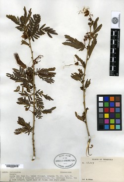 Calliandra tumbeziana image