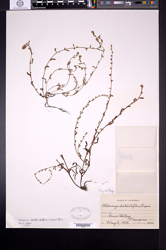 Plagiobothrys distantiflorus image