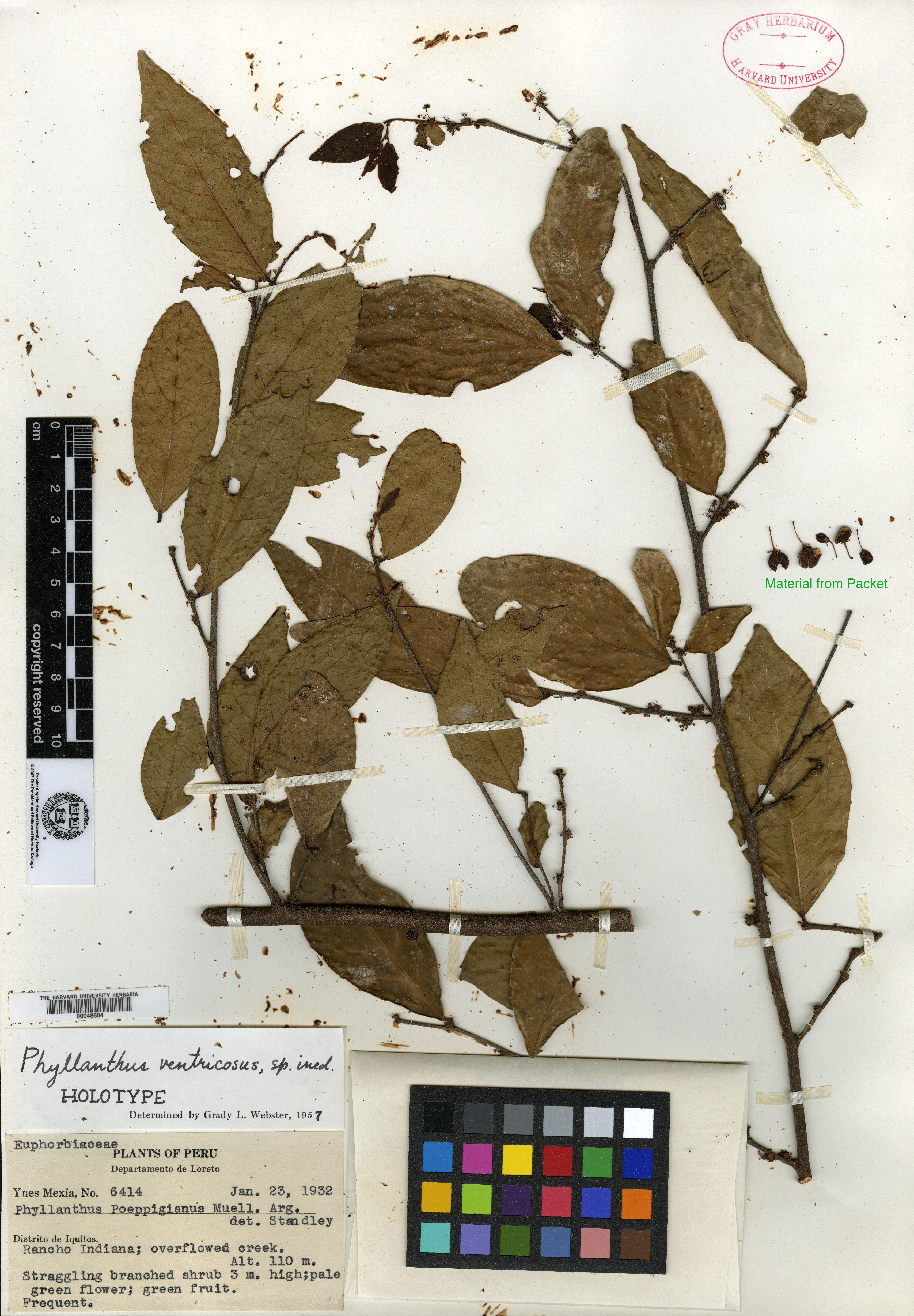 Phyllanthus ventricosus image