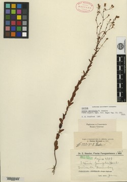 Stevia parvifolia image