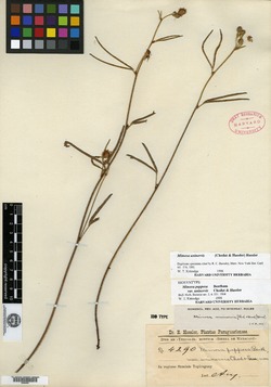 Mimosa polydactyla image