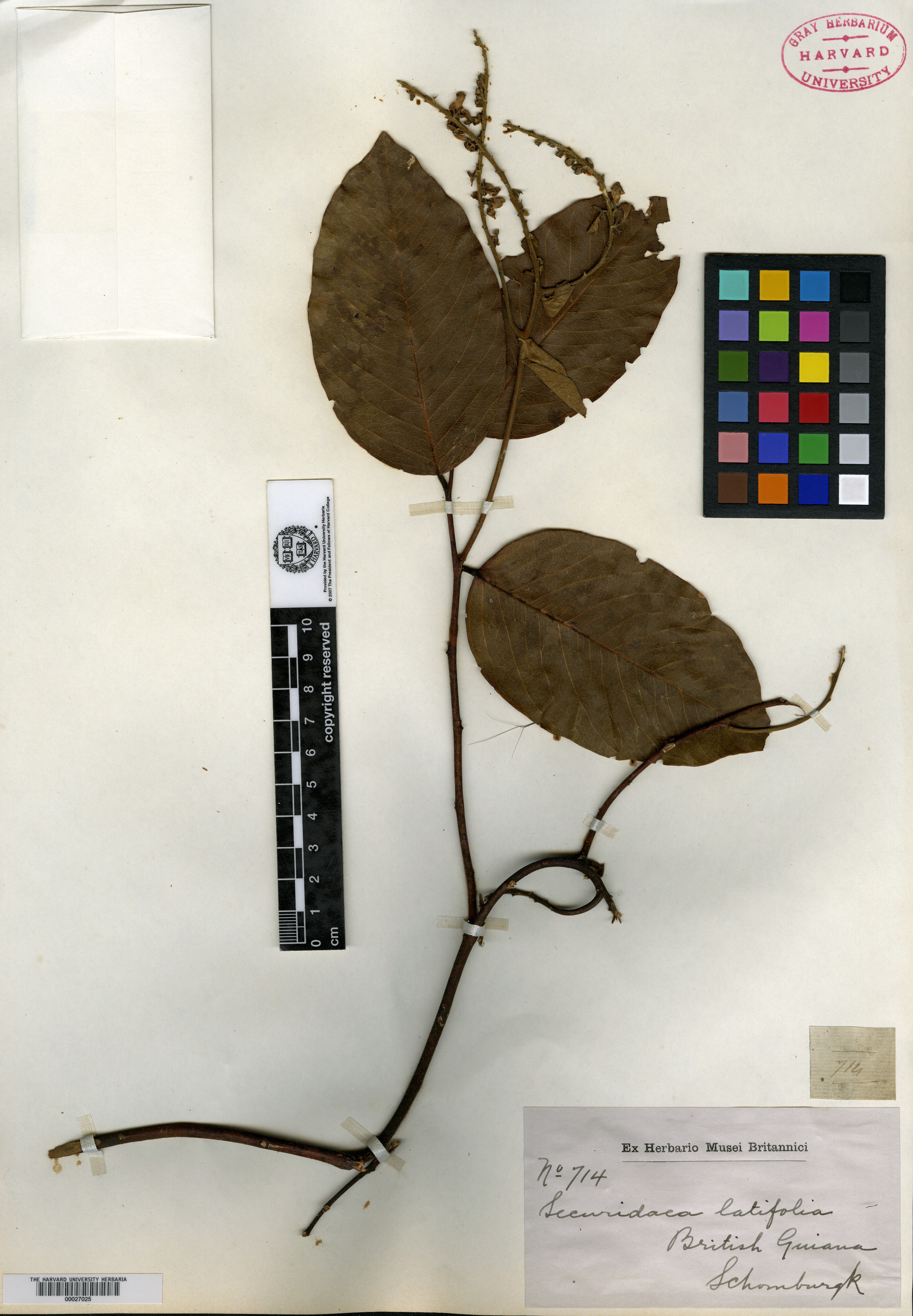 Securidaca pubiflora image