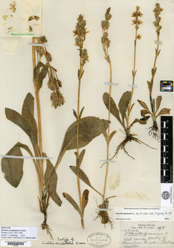Swertia occidentalis image