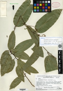 Passiflora parritae image
