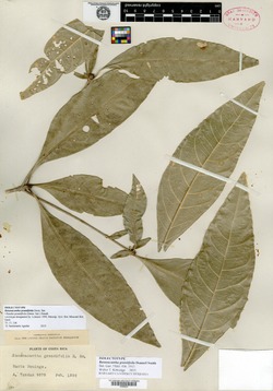 Randia grandifolia image