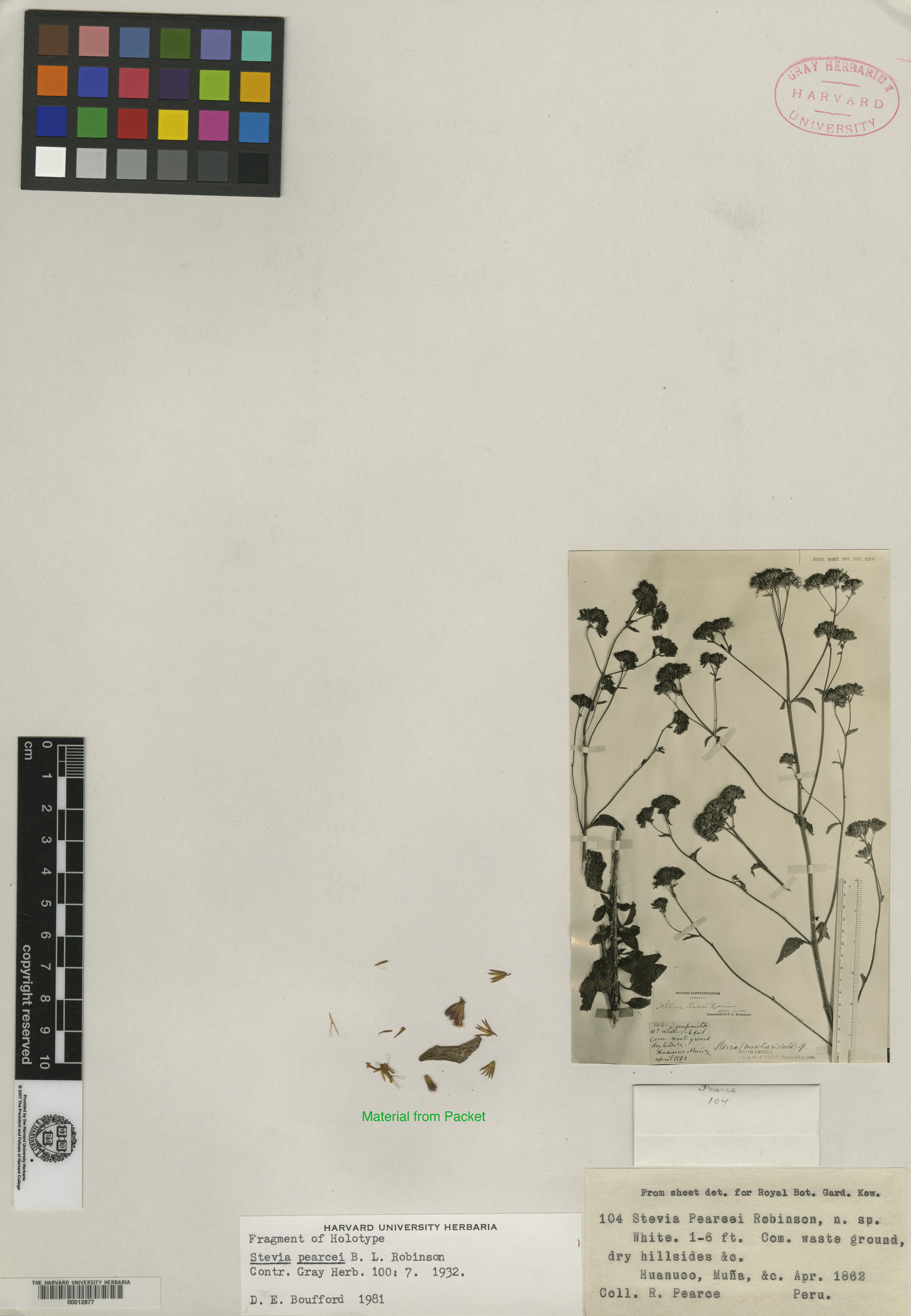 Stevia pearcei image