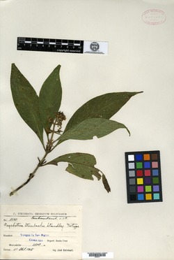 Psychotria steinbachii image
